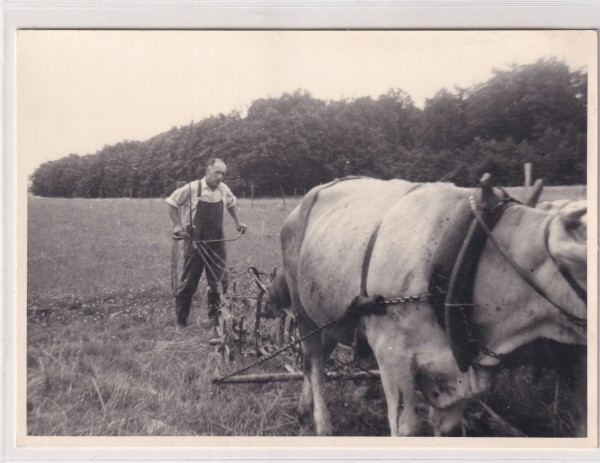 1940 Der Bauer pflügt den Acker